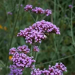 La Petite Source Florenville